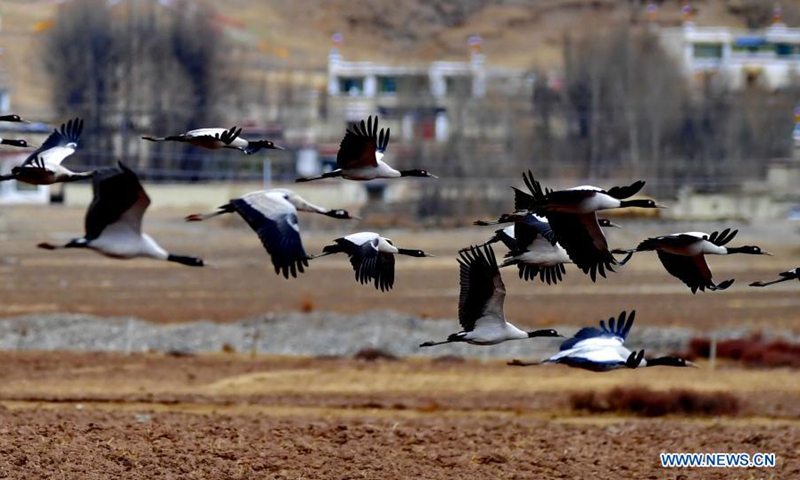 Photo taken on March 14, 2021 shows black-necked cranes flying at the national nature reserve for black-necked cranes in Linzhou County of Lhasa, capital of southwest China's Tibet Autonomous Region. About 1,700 black-necked cranes arrive at the national nature reserve for black-necked cranes to spend the winter time every year.(Photo: Xinhua)