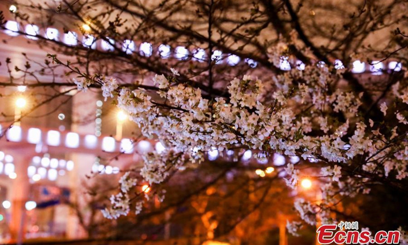Photo taken on March 15, 2021 shows cherry blossoms at Nanpu Bridge Station, one of the most beautiful stations in Shanghai.Photo:China News Service