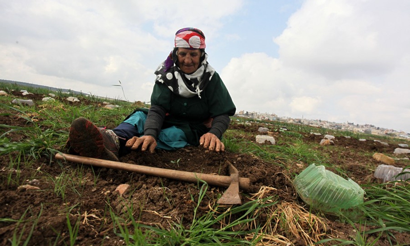 Palestinian woman Labiba Abdullah, 85, plants vegetables on her farmland in the village of Deir Ballut near the West Bank city of Salfit, March 16, 2021.(Photo: Xinhua)