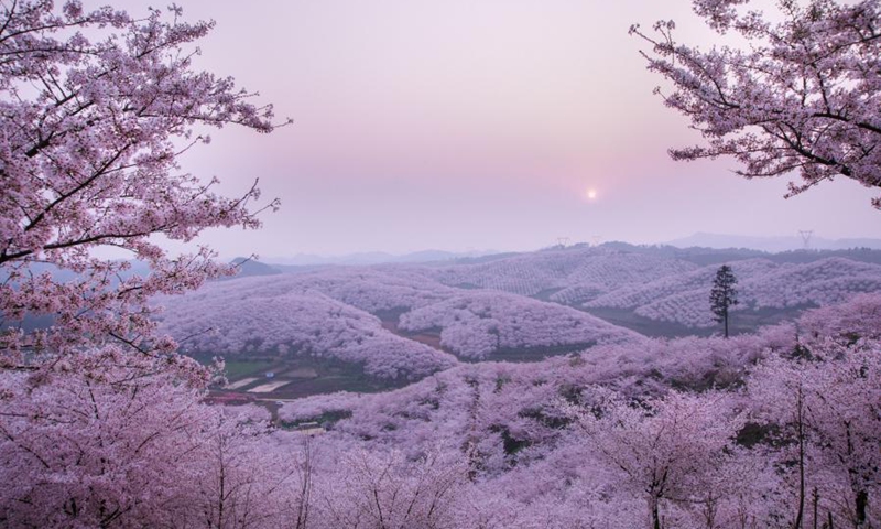 Photo taken on March 16, 2021 shows cherry blossoms at the cherry garden in Huangla Township, Anshun City of southwest China's Guizhou Province. Huangla Township has taken advantage of cherry blossom tourism industry to develop the local economy and provide jobs for nearby areas.(Photo: Xinhua)