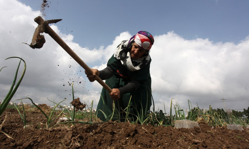 Palestinian woman Labiba Abdullah, 85, works on her farm in the village of Deir Ballut near the West Bank city of Salfit, March 16, 2021.(Photo: Xinhua)