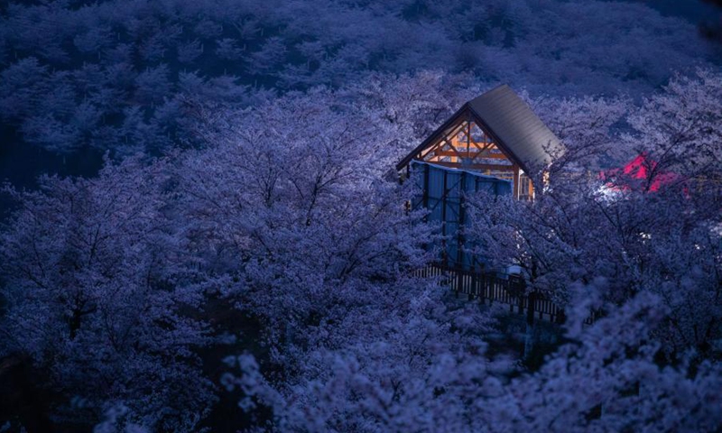 A wood house is seen inside the cherry garden in Huangla Township, Anshun City of southwest China's Guizhou Province, March 16, 2021. Huangla Township has taken advantage of cherry blossom tourism industry to develop the local economy and provide jobs for nearby areas.(Photo: Xinhua)
