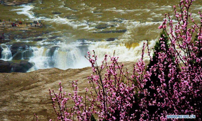 Peach blossoms are seen along the Hukou Waterfall of Yellow River in north China's Shanxi Province, March 17, 2021. (Photo: Xinhua)