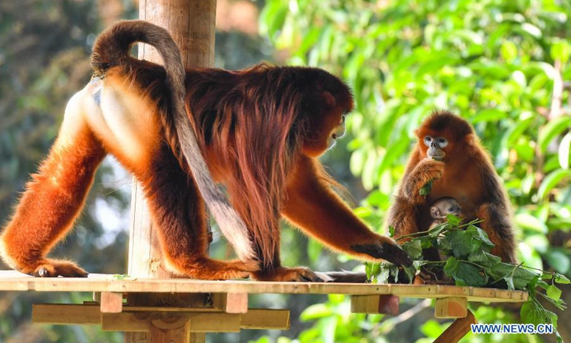 Male golden snub-nosed monkey Ping Ping (L), female golden snub-nosed monkey Dian Dian and their baby Chun Wan are seen at the Chimelong Safari Park in Guangzhou, south China's Guangdong Province, March 17, 2021. A one-month-old golden snub-nosed monkey cub, Chun Wan, met the public with its mother and father at the Chimelong Safari Park. (Photo: Xinhua)