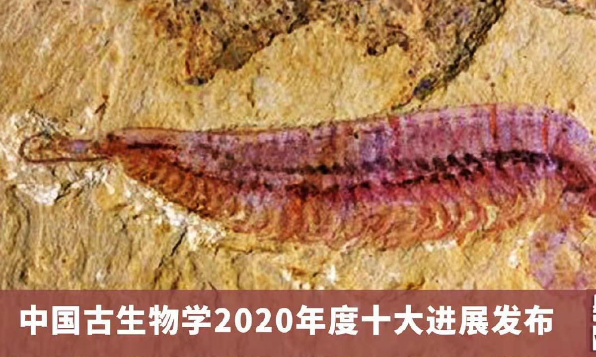 Kylinxia fossil honored as one of the top 10 paleontology developments of 2020 in China. Photo: Weibo 
