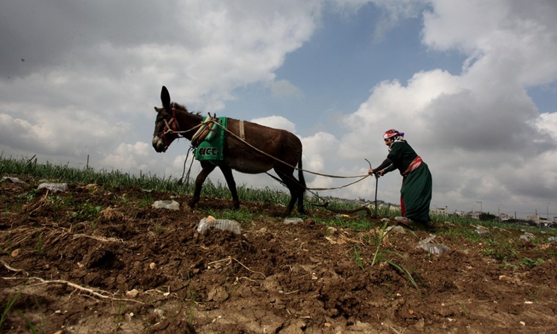 Palestinian woman Labiba Abdullah, 85, works with a donkey to plough her farmland in the village of Deir Ballut near the West Bank city of Salfit, March 16, 2021.(Photo: Xinhua)