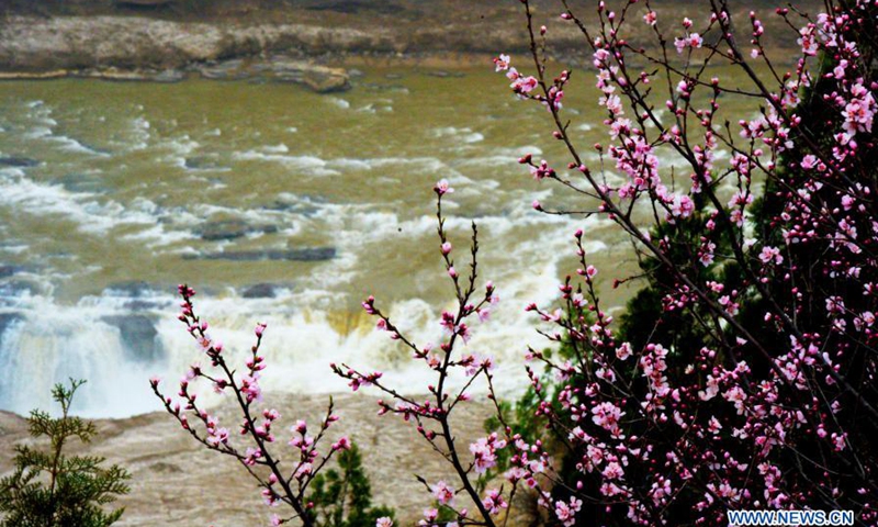 Peach blossoms are seen along the Hukou Waterfall of Yellow River in north China's Shanxi Province, March 17, 2021. (Photo: Xinhua)