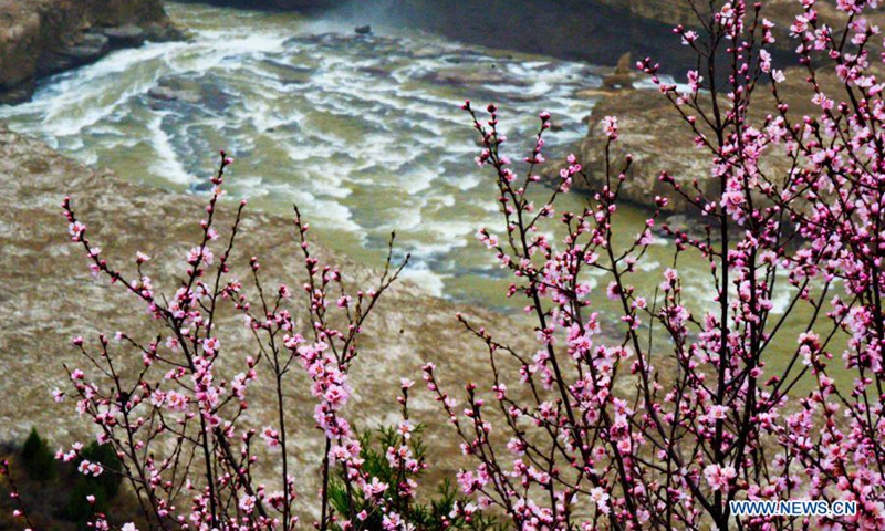 Peach blossoms are seen along the Hukou Waterfall of Yellow River in north China's Shanxi Province, March 17, 2021. (Photo: Xinhua)