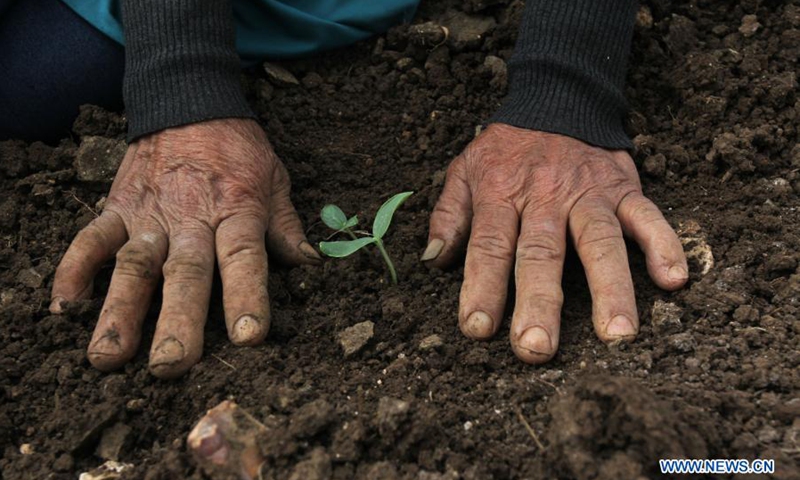 Palestinian woman Labiba Abdullah works on her farmland in the village of Deir Ballut near the West Bank city of Salfit, March 16, 2021.(Photo: Xinhua)