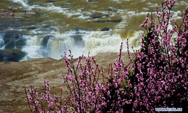 Peach blossoms are seen along the Hukou Waterfall of Yellow River in north China's Shanxi Province, March 17, 2021. (Photo: Xinhua)