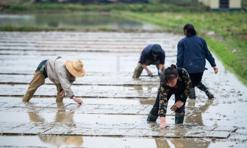 Farmers lay seedling frames for machine transplanting in the rice field at Yanglinjie Village, Yueyang County, Yueyang City of central China's Hunan Province, on March 16, 2021. Farmers in Yanglinjie Village waste no time getting prepared for machine transplanting of rice seedlings, which is rapidly gaining popularity in Yueyang County.Photo:Xinhua