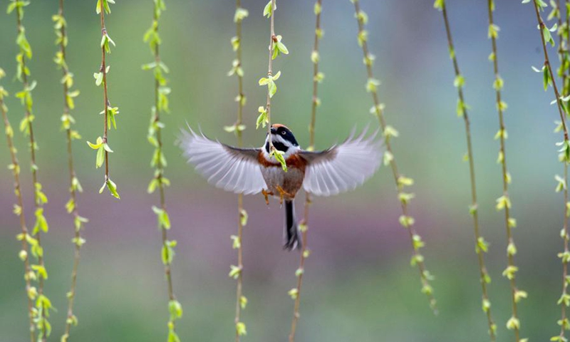A bird flies in the Guanshe garden in Wuxi, east China's Jiangsu Province, March 16, 2021.(Photo: Xinhua)