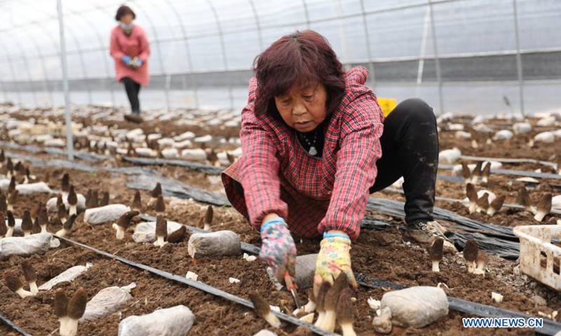 A villager picks edible fungi at a planting base in Guowang Township of Fengxiang District, Baoji City of northwest China's Shaanxi Province, March 16, 2021. In recent years, local government have been encouraging local farmers to increase their income by growing edible fungi.(Photo: Xinhua)