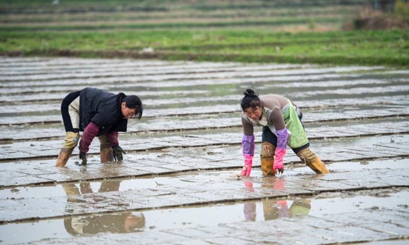 Farmers lay seedling frames for machine transplanting in the rice field at Yanglinjie Village, Yueyang County, Yueyang City of central China's Hunan Province, on March 16, 2021. Farmers in Yanglinjie Village waste no time getting prepared for machine transplanting of rice seedlings, which is rapidly gaining popularity in Yueyang County.Photo:Xinhua
