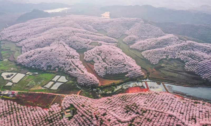 Aerial photo taken on March 16, 2021 shows cherry blossoms at the cherry garden in Huangla Township, Anshun City of southwest China's Guizhou Province. Huangla Township has taken advantage of cherry blossom tourism industry to develop the local economy and provide jobs for nearby areas.(Photo: Xinhua)