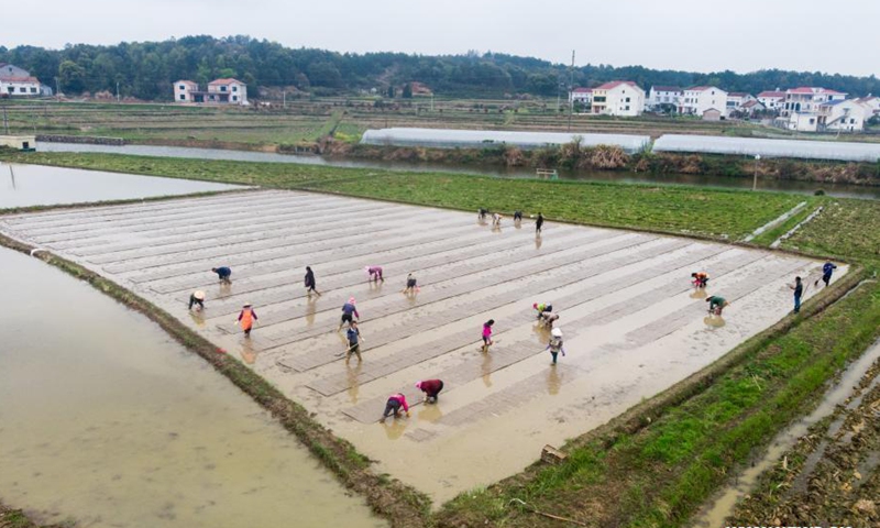 Aerial photo taken on March 16, 2021 shows farmers laying seedling frames for machine transplanting in the rice field at Yanglinjie Village, Yueyang County, Yueyang City of central China's Hunan Province. Farmers in Yanglinjie Village waste no time getting prepared for machine transplanting of rice seedlings, which is rapidly gaining popularity in Yueyang County.Photo:Xinhua