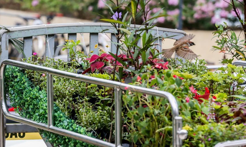 A sparrow flies over the art installation Whispering Flower Beds at the University of the Philippines - Philippine General Hospital in Manila, the Philippines on March 18, 2021. The art installation consists of various plants on hospital beds in honor of the Philippines' medical frontliners who died while attending to COVID-19 patients. Photo: Xinhua