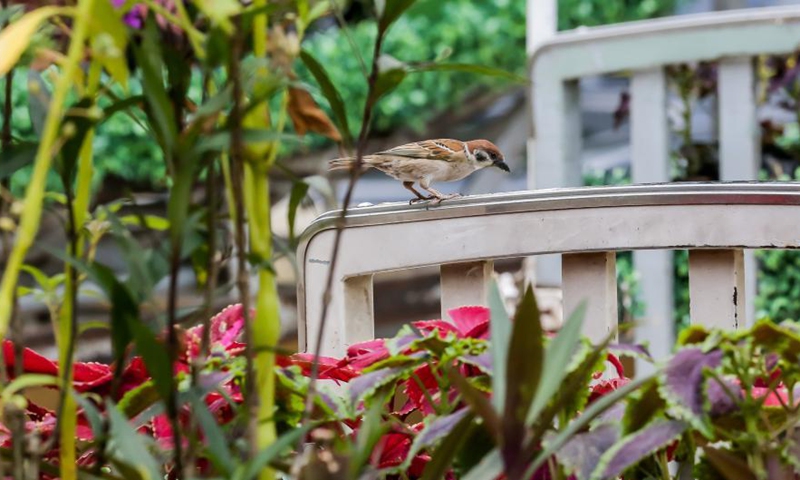A sparrow stands on the art installation Whispering Flower Beds at the University of the Philippines-Philippine General Hospital in Manila, the Philippines on March 18, 2021. The art installation consists of various plants on hospital beds in honor of the Philippines' medical frontliners who died while attending to COVID-19 patients. Photo: Xinhua