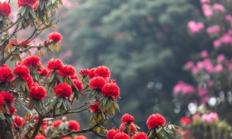 Photo taken on March 19, 2021 shows the view of azalea flowers at Jinpo scenic spot in Bijie City, southwest China's Guizhou Province. Photo: Xinhua