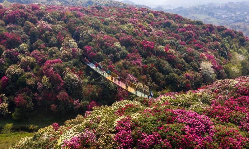Aerial photo taken on March 18, 2021 shows the view of azalea flowers at Jinpo scenic spot in Bijie City, southwest China's Guizhou Province.  Photo: Xinhua