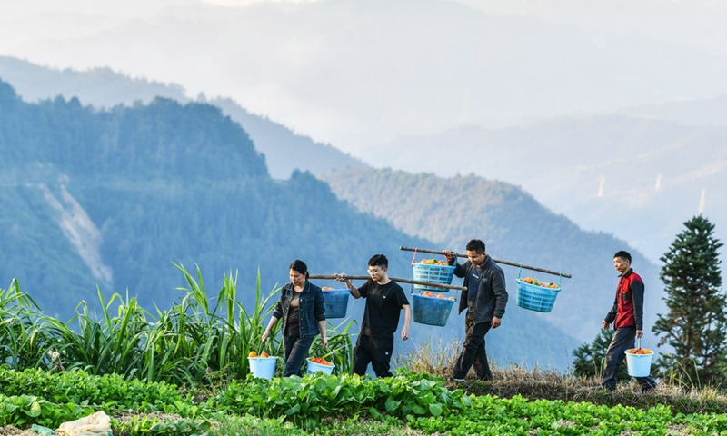 Poverty relief assistants and village officers help carry melons planted by villagers in Dongqin Village, Congjiang County of southwest China's Guizhou Province, Nov. 11, 2020.(Photo: Xinhua)