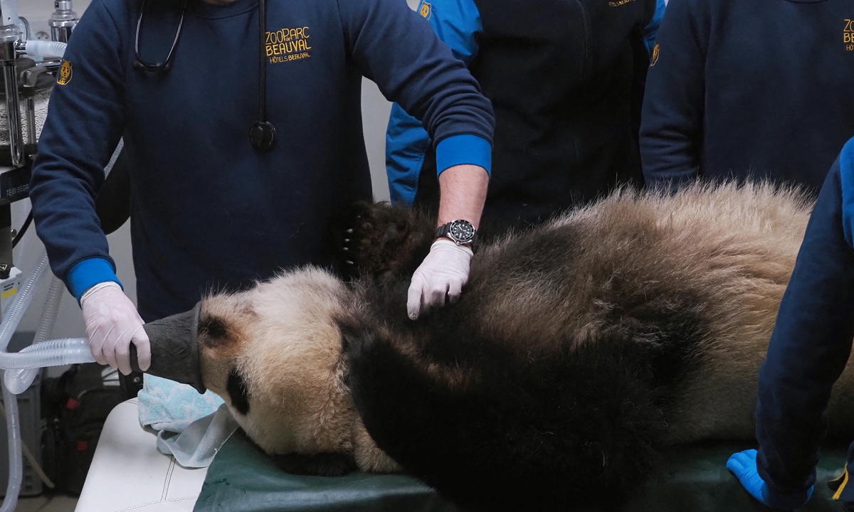 Veterinarians at Beauval Zoo check female panda Huan Huan before performing an artificial insemination on Saturday in Saint-Aignan, central France. Huan Huan, who is on loan from China to the zoo, was brought into contact earlier on Saturday with her male counterpart.
Photo: AFP