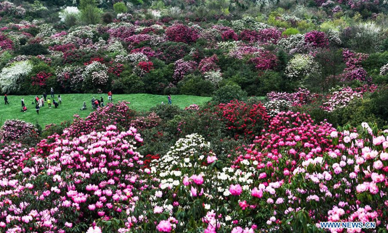Tourists view azalea flowers at Pudi scenic spot in Bijie City, southwest China's Guizhou Province, March 21, 2021. Over 120 square kilometers of azalea flowers here have entered blooming season recently, attracting many people to visit.(Photo: Xinhua)
