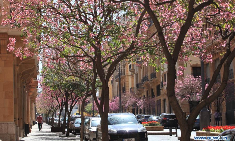 Blossoming Tabebuia rosea trees are seen along a commercial street in downtown Beirut, Lebanon, on March 21, 2021. (Photo: Xinhua)