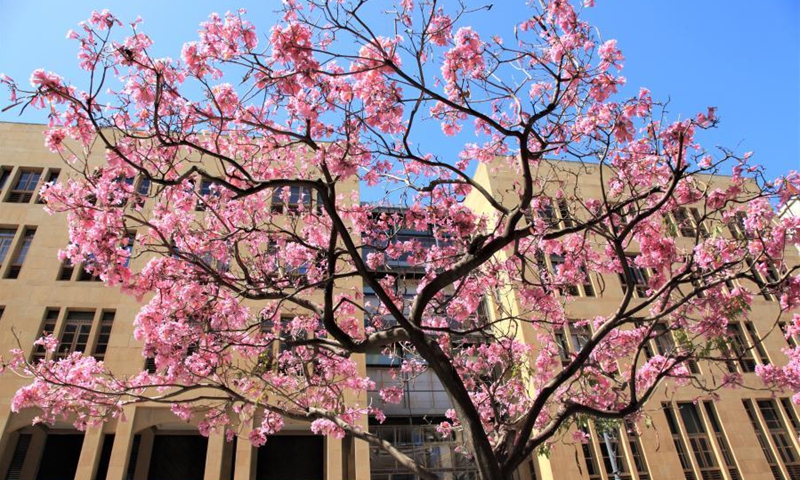 A blossoming Tabebuia rosea tree is seen along a commercial street in downtown Beirut, Lebanon, on March 21, 2021. (Photo: Xinhua)