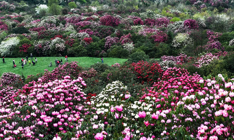 Tourists view azalea flowers at Pudi scenic spot in Bijie City, southwest China's Guizhou Province, March 21, 2021. (Photo: Xinhua)