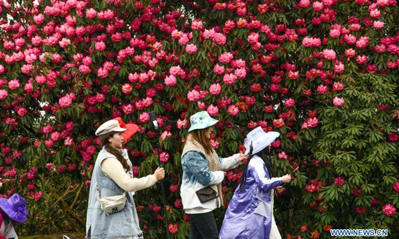 Tourists view azalea flowers at Pudi scenic spot in Bijie City, southwest China's Guizhou Province, March 21, 2021. Over 120 square kilometers of azalea flowers here have entered blooming season recently, attracting many people to visit.(Photo: Xinhua)