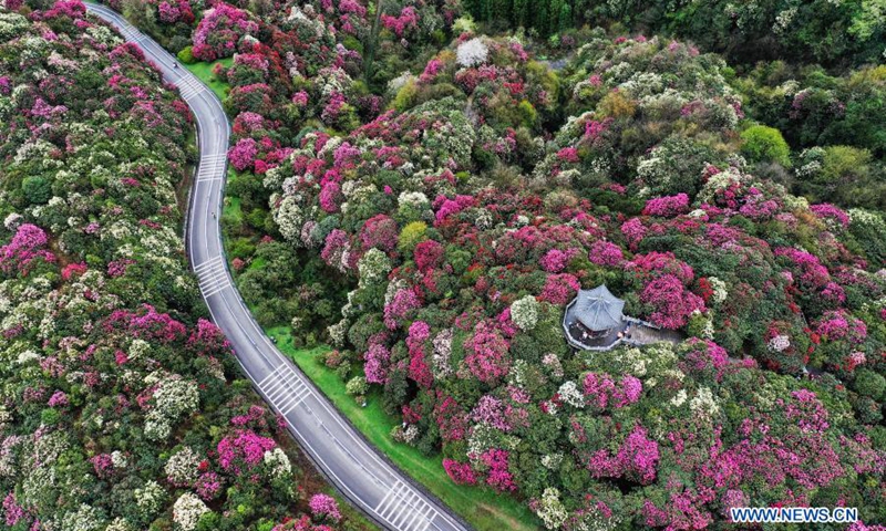 Aerial photo taken on March 21, 2021 shows a tourist viewing azalea flowers at Pudi scenic spot in Bijie City, southwest China's Guizhou Province. Over 120 square kilometers of azalea flowers here have entered blooming season recently, attracting many people to visit.(Photo: Xinhua)