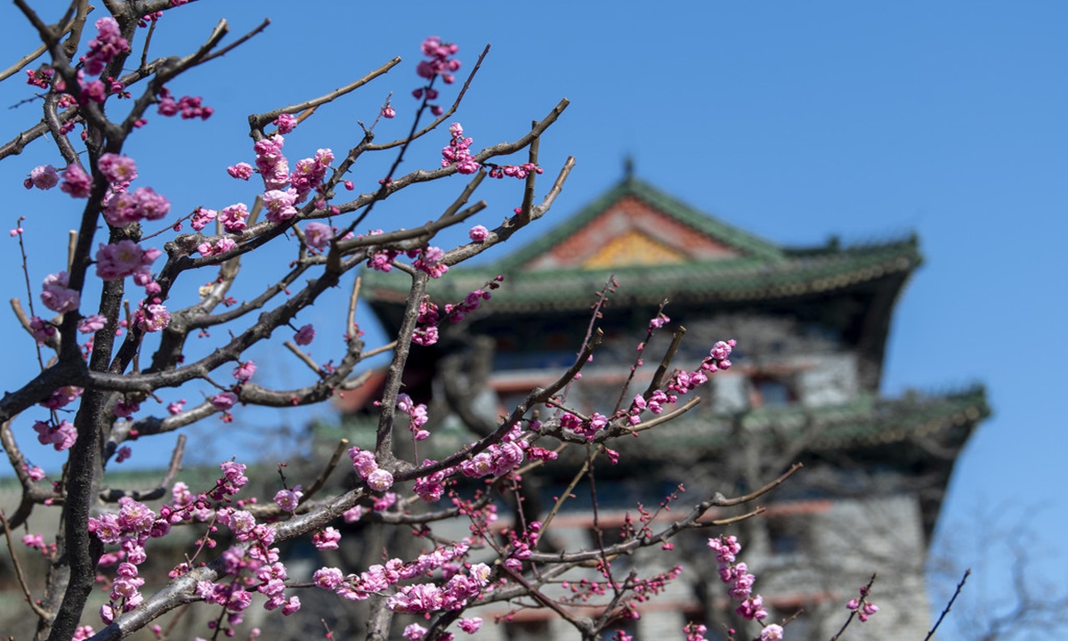 Hickory and plum blossoms are seen in full bloom at the Ming Dynasty Great Wall Ruins Park in Beijing on March 21, the Spring Equinox, attracting many visitors looking to enjoy the spring air. Photo: IC