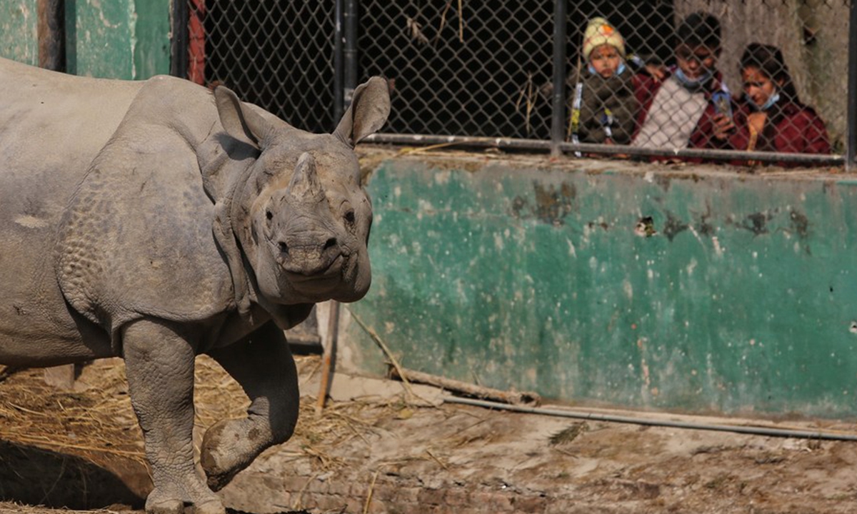 Visitors watch a rhino at the Central Zoo in Lalitpur, Nepal, Dec. 10, 2020. (Photo by Sulav Shrestha/Xinhua)
