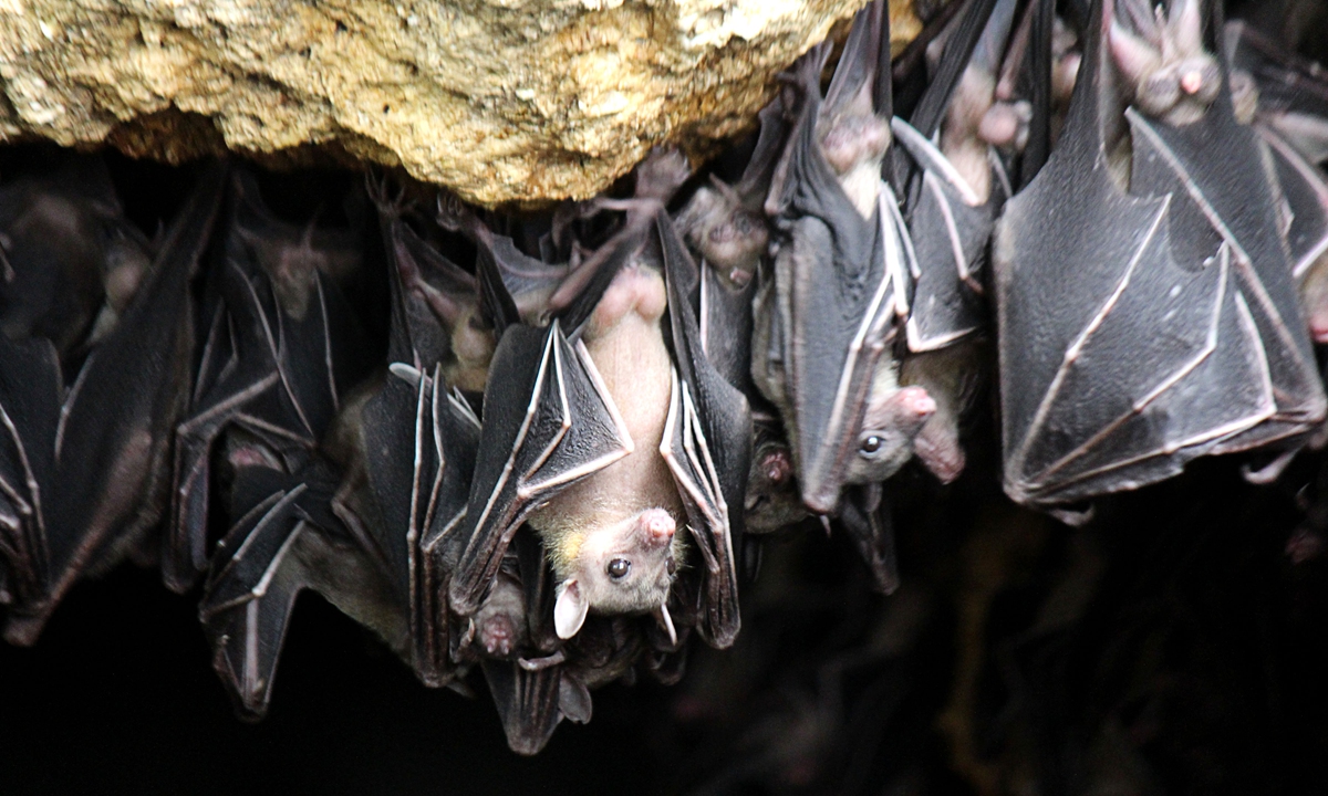 The ?Geoffrey?s Rousette Fruit Bat? with scientific name (Rousettteus amplexicaudatus) while taking a rest inside the Monfort Bat Colony, located in the Monfort Cave at Samal Island in Province of Davao Del Norte, Mindanao, Philippines on October 27, 2017. Photo: VCG