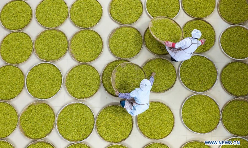 Workers process tea leaves at a workshop in Jingning She Autonomous County in Lishui, east China's Zhejiang Province on March 23, 2021. Jingning She Autonomous County is the origin of Huiming tea. Locals now are busy harvesting and processing tea in spring.(Photo: Xinhua)