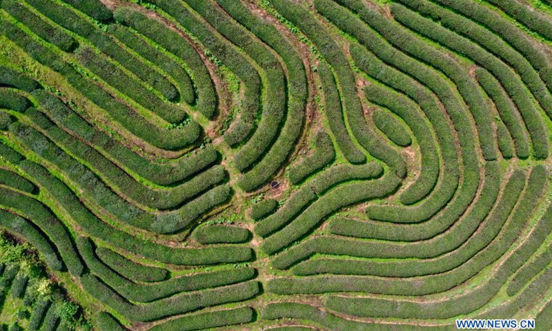 Aerial photo taken on March 23, 2021 shows a tea farm in the city of Wuyishan, east China's Fujian Province.(Photo: Xinhua)