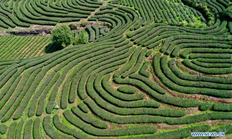Aerial photo taken on March 23, 2021 shows a tea farm in the city of Wuyishan, east China's Fujian Province.(Photo: Xinhua)