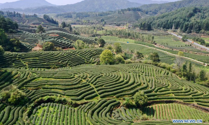Aerial photo taken on March 23, 2021 shows a tea farm in the city of Wuyishan, east China's Fujian Province.(Photo: Xinhua)