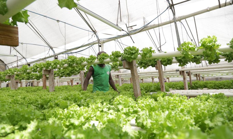 A worker is seen at a hydroponic farm in Dar es Salaam, Tanzania, March 15, 2021.(Photo: Xinhua)