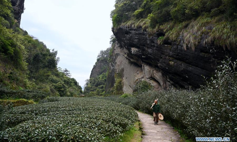 A farmer walks in a tea farm in the city of Wuyishan, east China's Fujian Province, March 23, 2021.(Photo: Xinhua)
