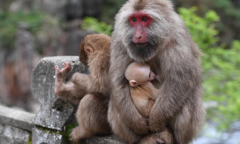 Photo taken on April 1, 2020 shows wild macaques in Wuyishan National Park in southeast China's Fujian Province. Wuyi Mountain has a comprehensive forest ecosystem representative of the mid-subtropical zone. It boasts diverse groups of plants due to its varying altitudes. Wuyishan National Park was established in 2016.(Photo: Xinhua)