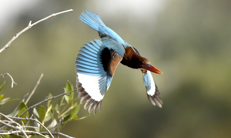 A white-throated Kingfisher is seen at the beach in Jahra Governorate, Kuwait, March 23, 2021.(Photo: Xinhua)