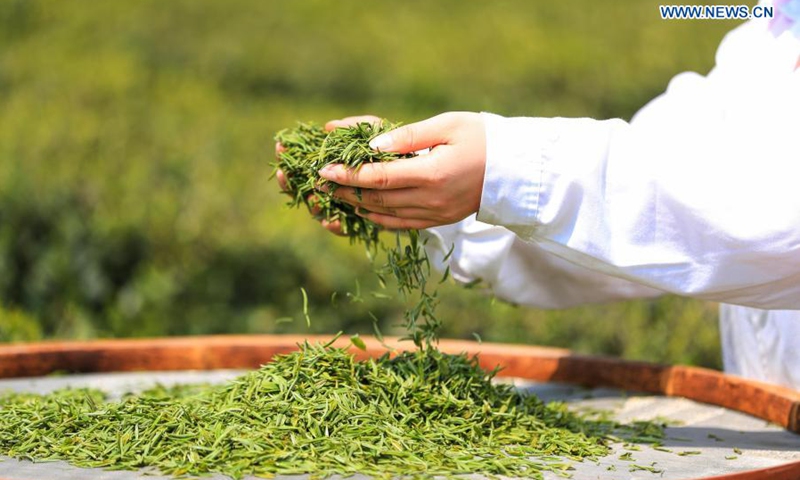 A villager sort out tea leaves at a tea base in Zhuchang Town of Bijie City, southwest China's Guizhou Province, March 24, 2021.(Photo: Xinhua)