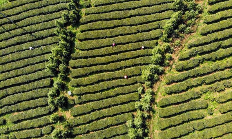 Aerial photo taken on March 24, 2021 shows villagers pick tea leaves at a tea base in Zhuchang Town of Bijie City, southwest China's Guizhou Province.(Photo: Xinhua)