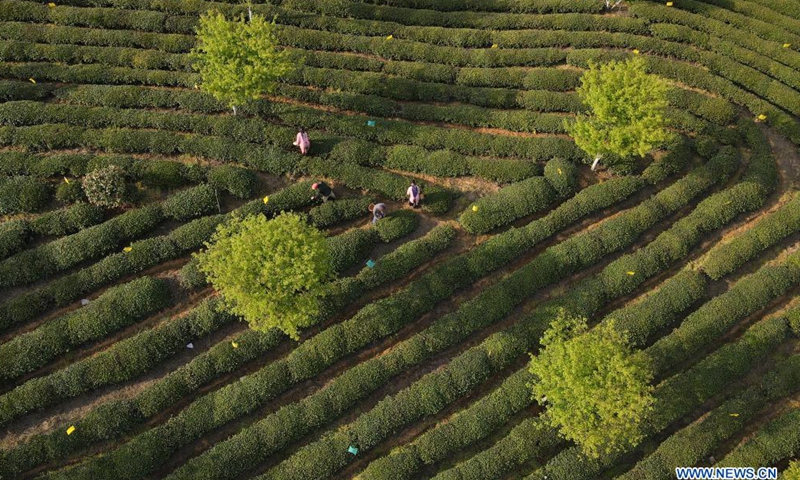 Aerial photo taken on March 24, 2021 shows farmers picking tea leaves during the tea harvest season at a tea garden in Huangshan City, east China's Anhui Province. (Xinhua)