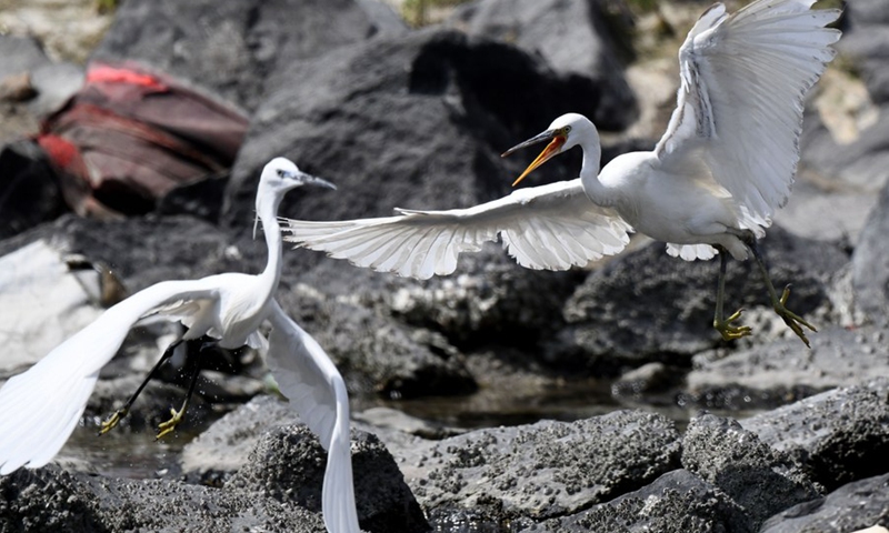 Birds forage at a beach in Jahra Governorate, Kuwait, March 23, 2021.(Photo: Xinhua)