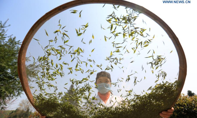 A villager screens tea leaves at a tea base in Zhuchang Town of Bijie City, southwest China's Guizhou Province, March 24, 2021.(Photo: Xinhua)