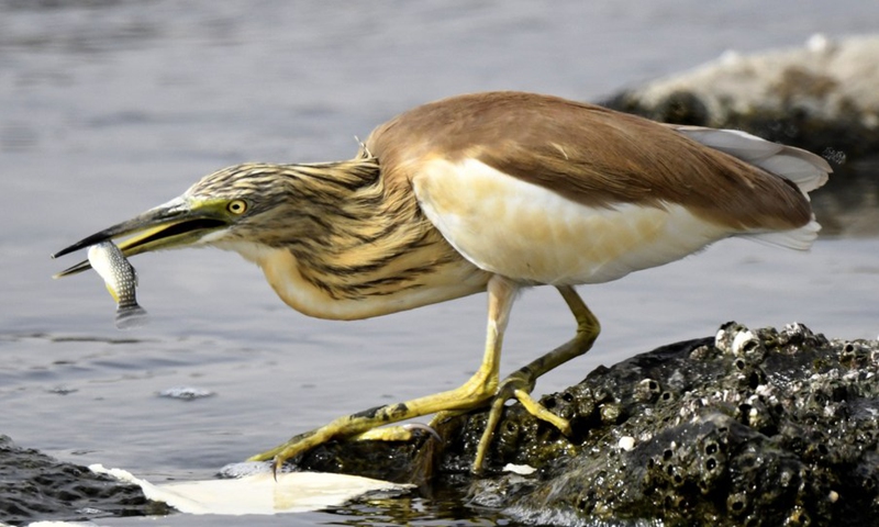 A Squacco Heron catches a fish at a beach in Jahra Governorate, Kuwait, March 23, 2021.(Photo: Xinhua)