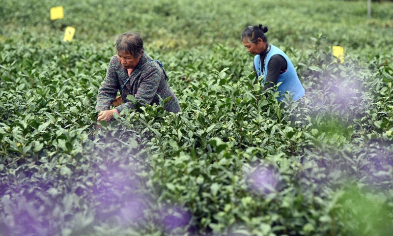 Farmers pick tea leaves during the tea harvest season at a tea garden in Huangshan City, east China's Anhui Province, on March 24, 2021. (Xinhua)